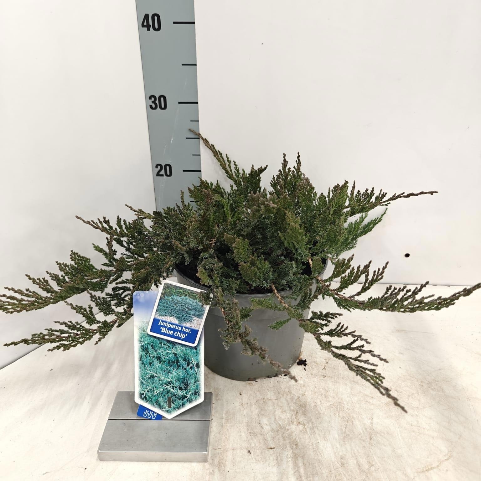 Juniperus horizontalis 'Blue Chip', D 19