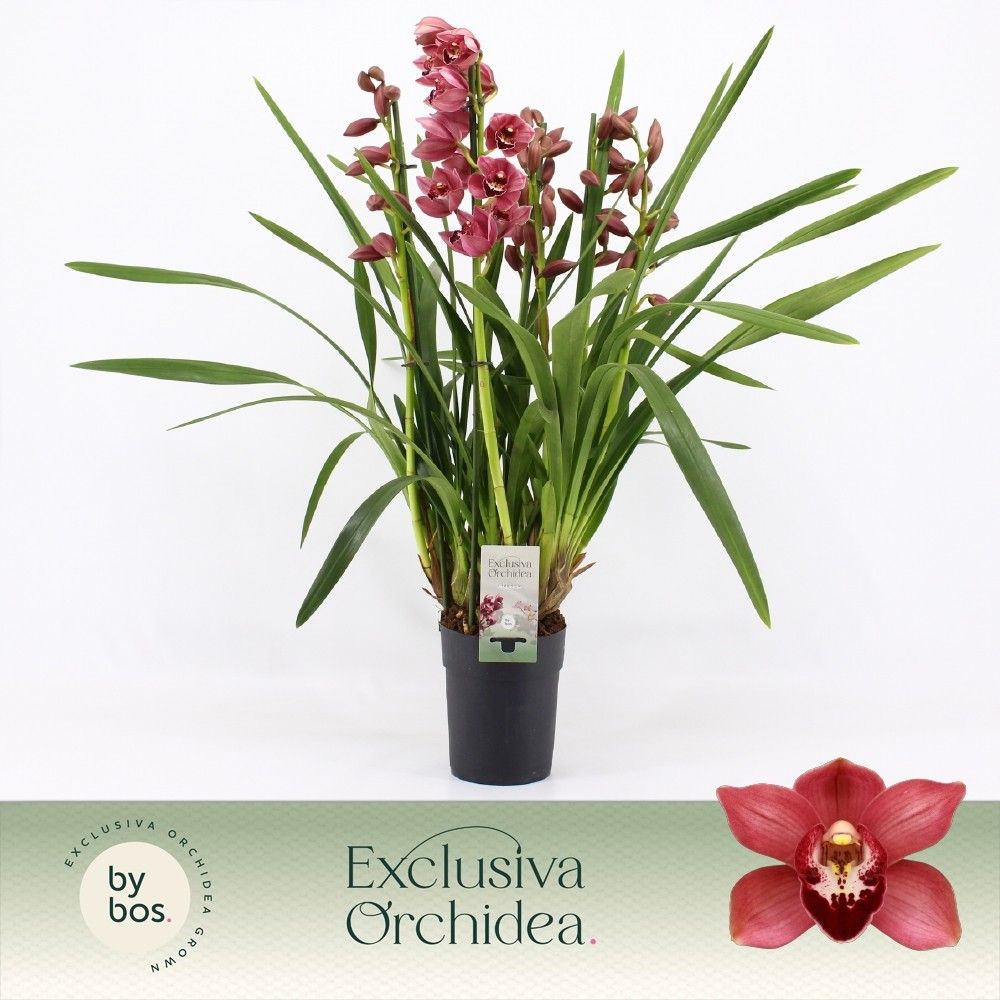 Cymbidium, Jolly Red 5-spike P14 'Exclusiva Orchidea', D 14