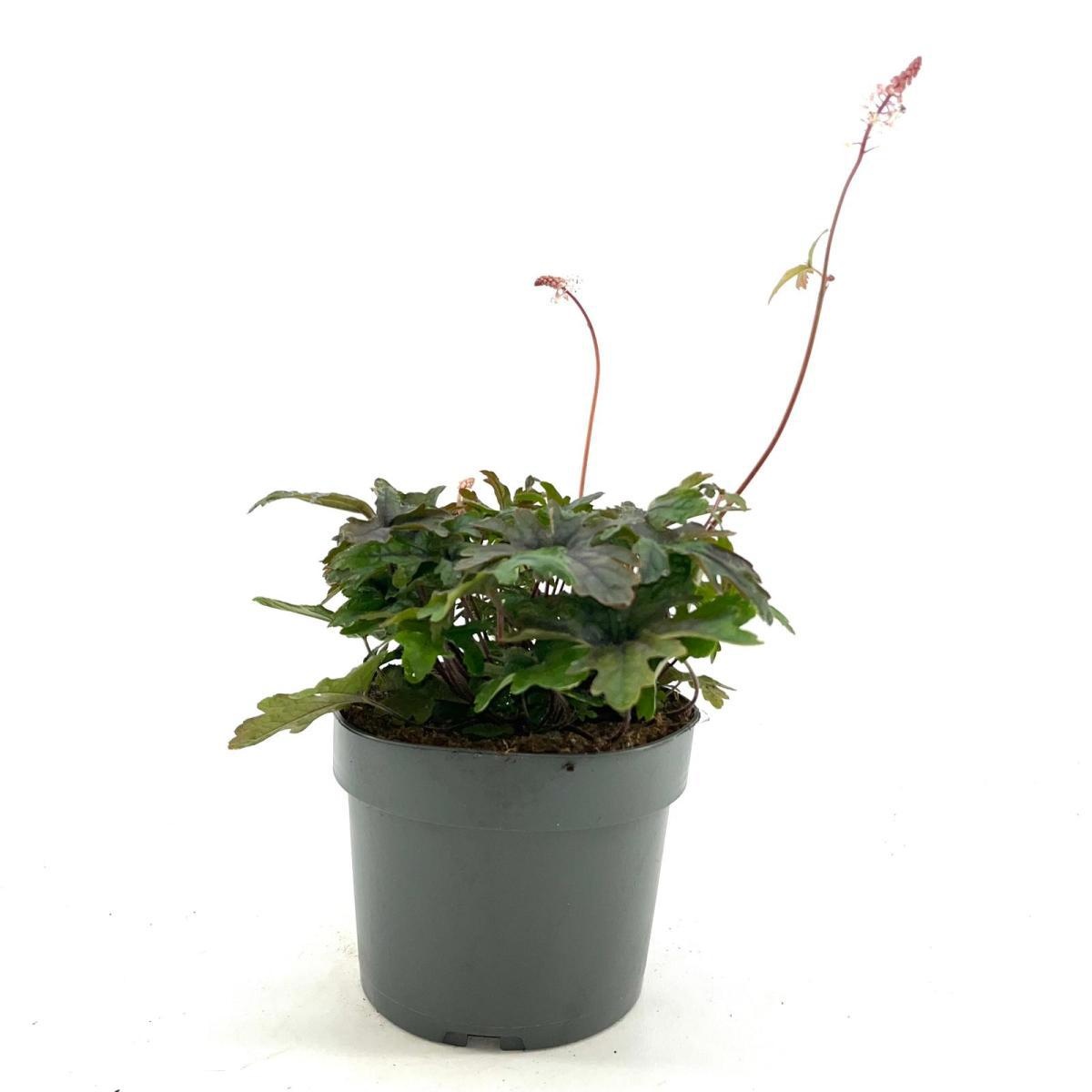 Tiarella 'Pink Skyrocket', D 17