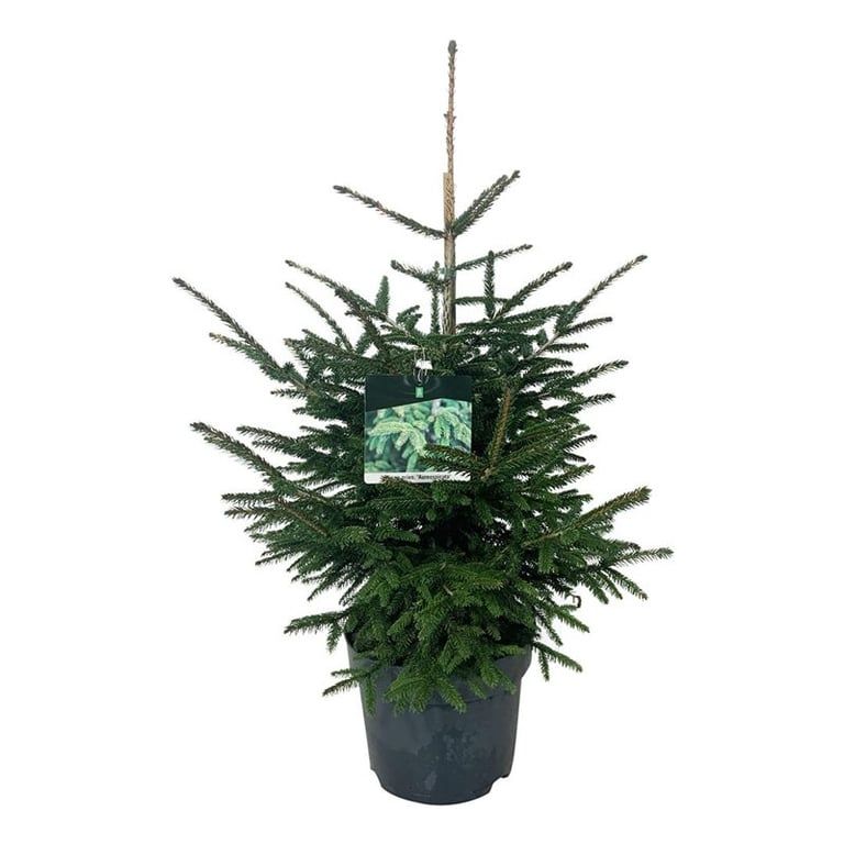 Picea orientalis 'Aureospicata', D 26