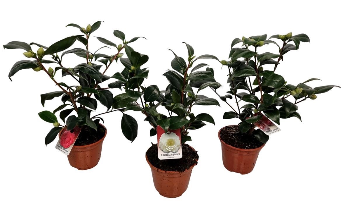 Camellia Japonica Mix, D 13