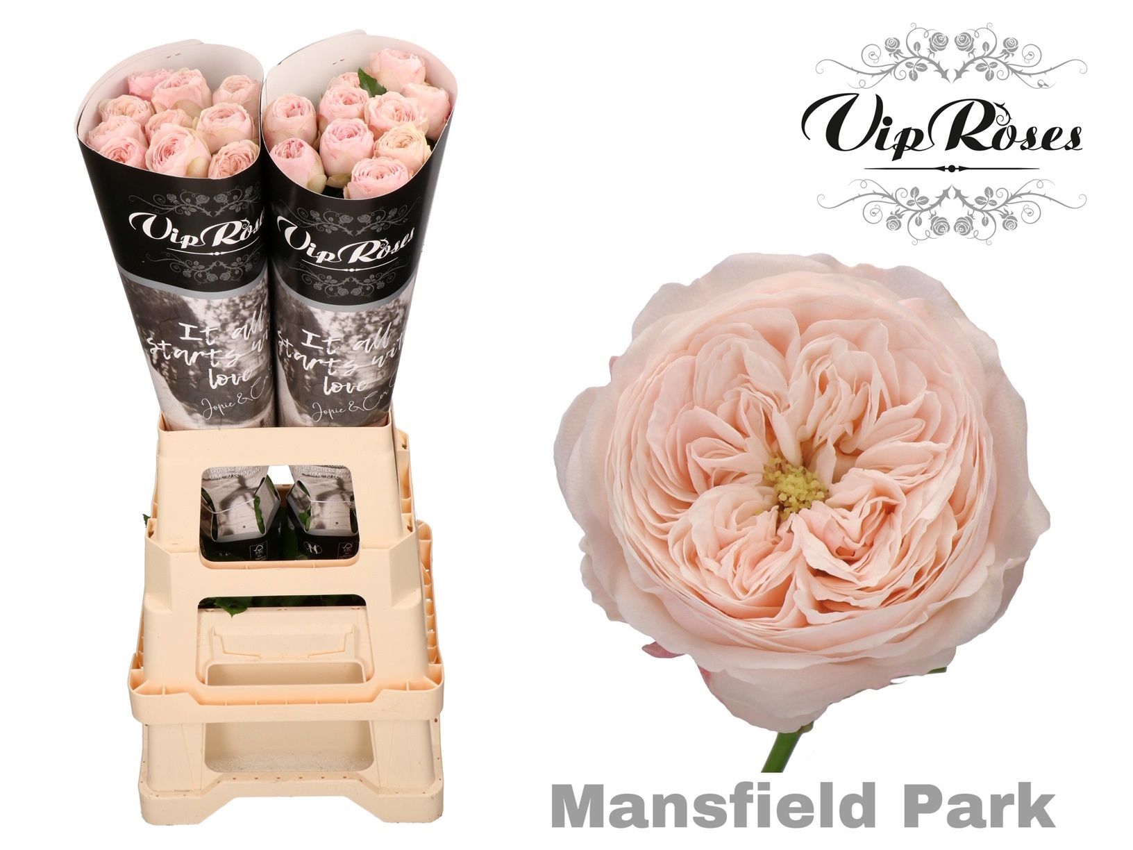 Роза од. KL Мансфилд Парк 70, шт.