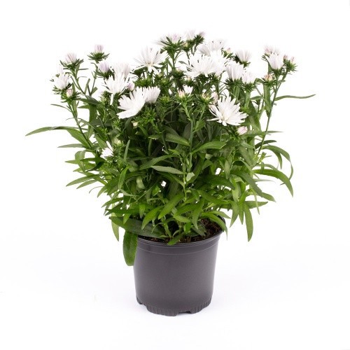 ASTER-HYBRID 'REGENT WHITE', D 11 cm