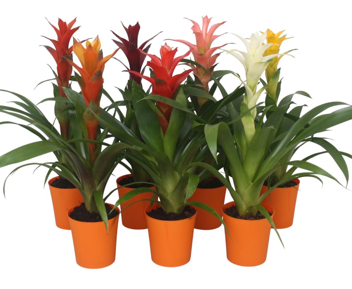 Guzmania mix in oranje kunststof pot, D 10