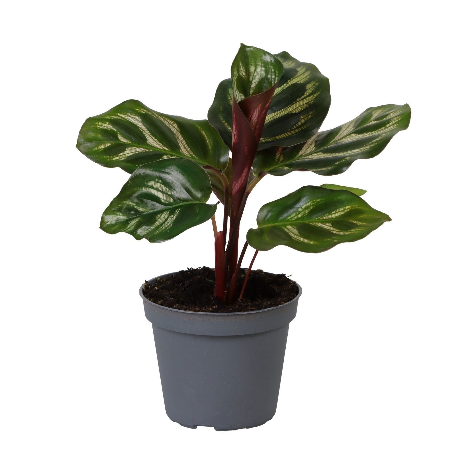 Calathea Makoyana, D 6