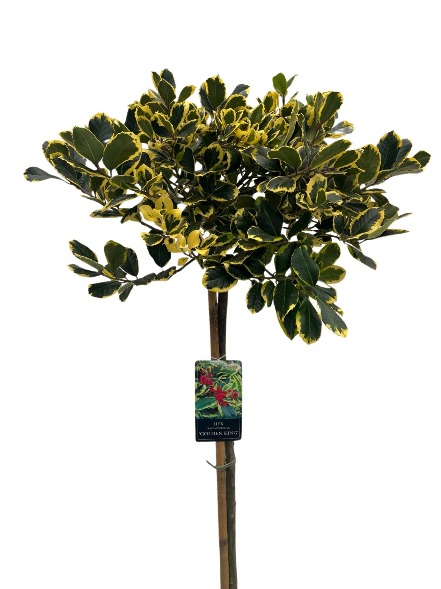 Ilex aquifolium 'Golden King' stam 100 cm, D 32