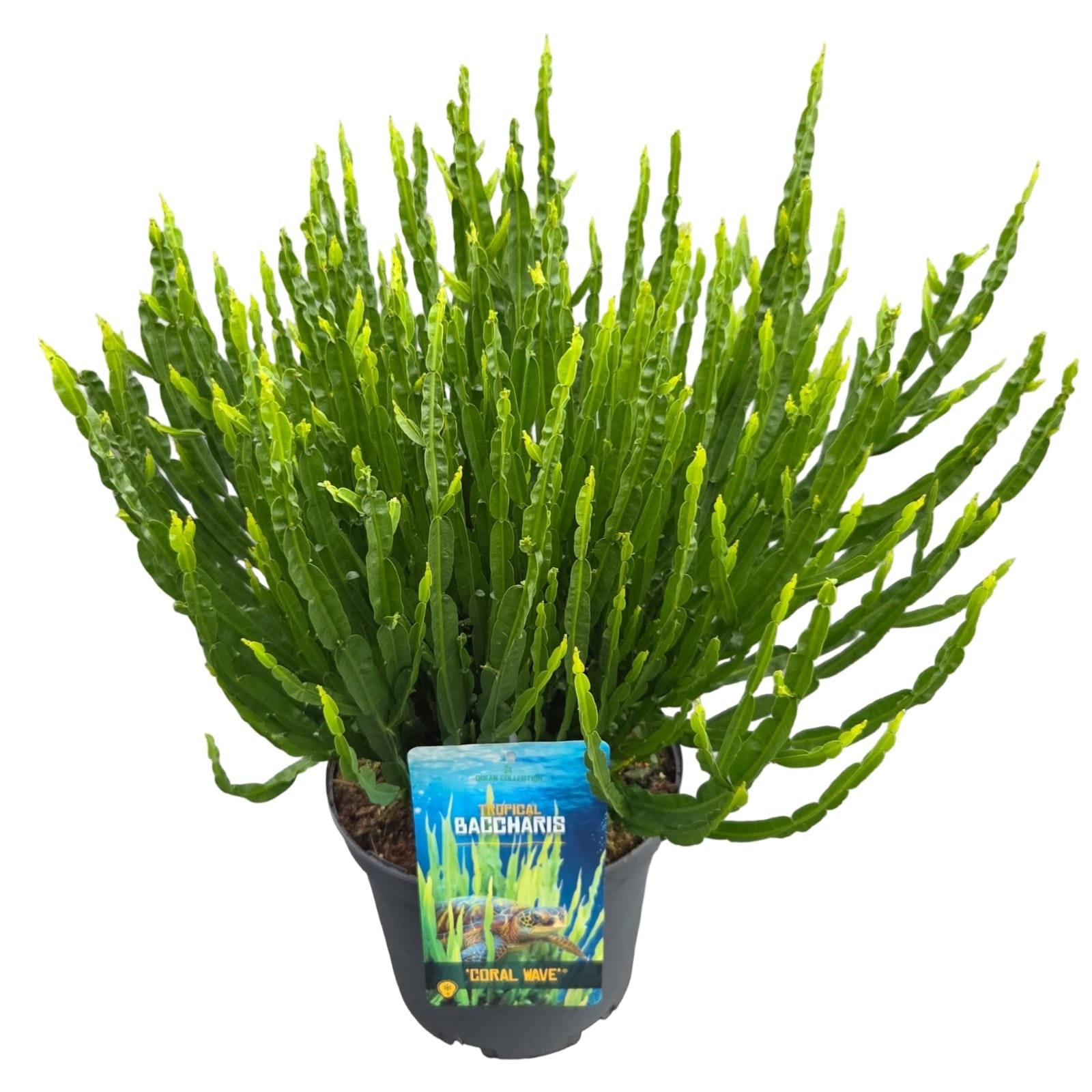 Baccharis 'Coral Wave', D 23