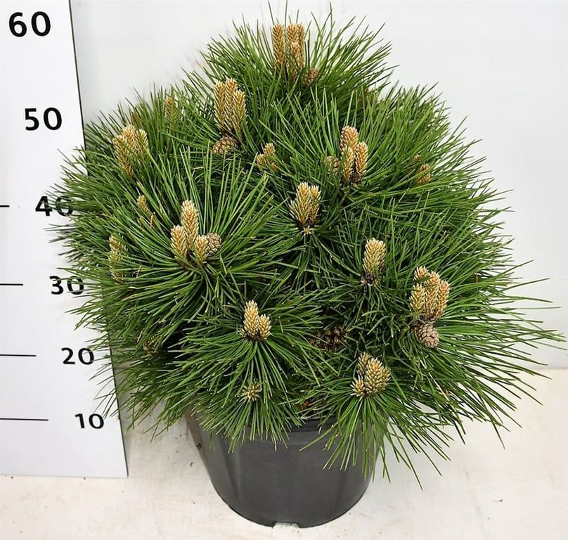 Pinus nigra 'Nana', D 32