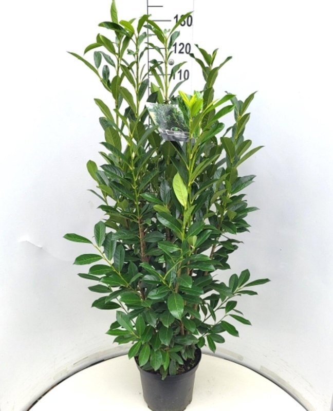 Prunus l. Elly, D 29