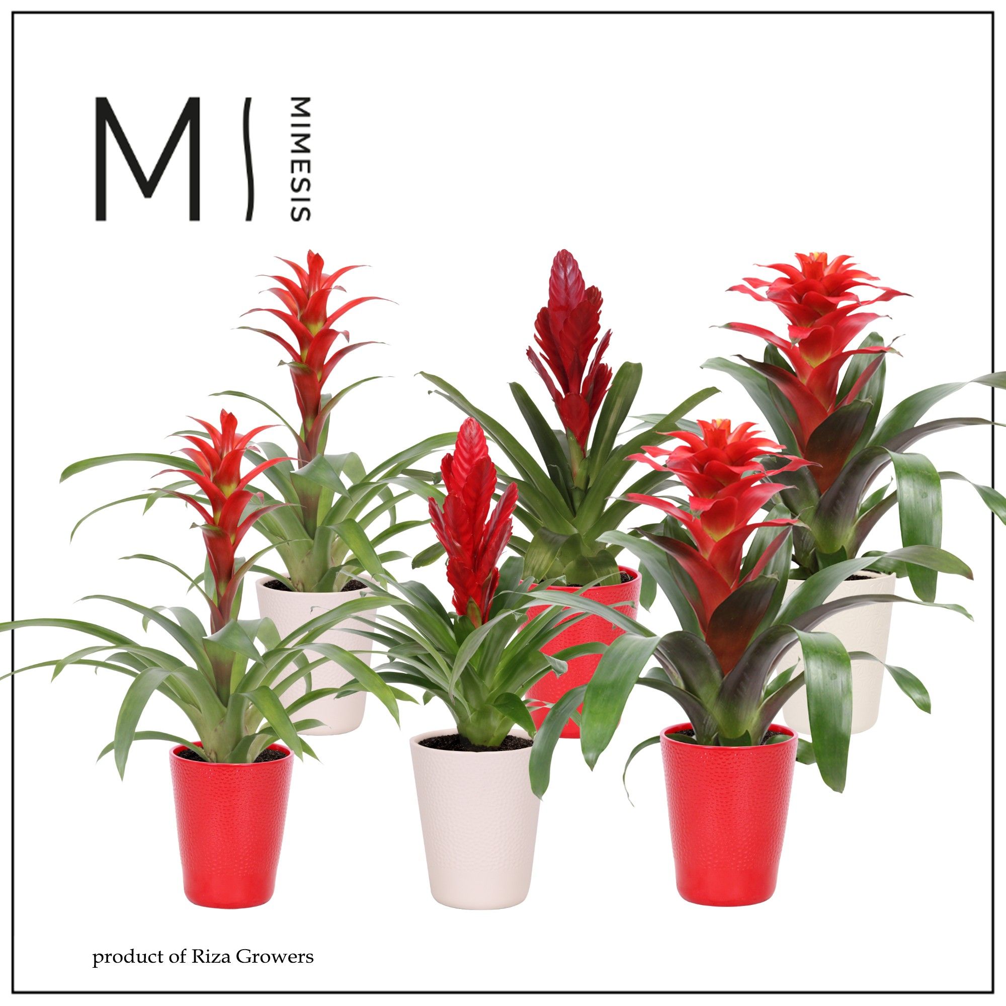 Bromelia Red Family - 12cm in Florence | Mimesis, D 12