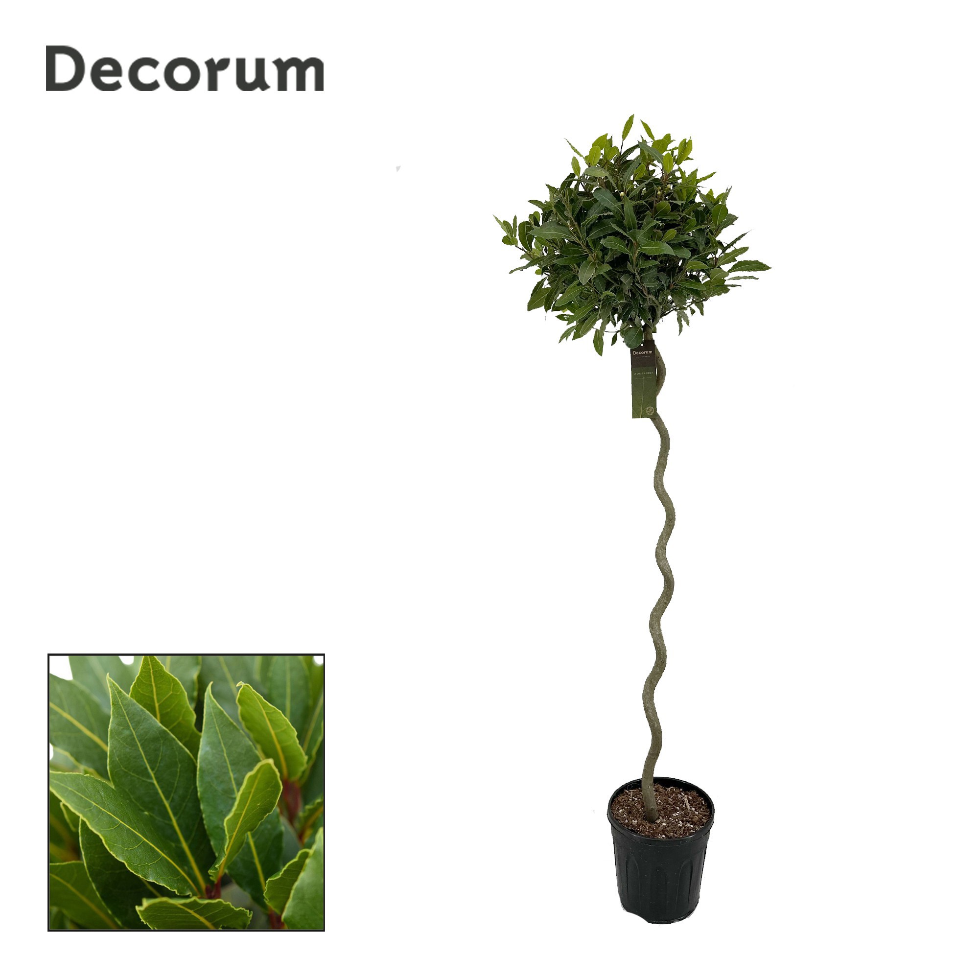 Laurus nobilis Spiraal stam, D 25 cm