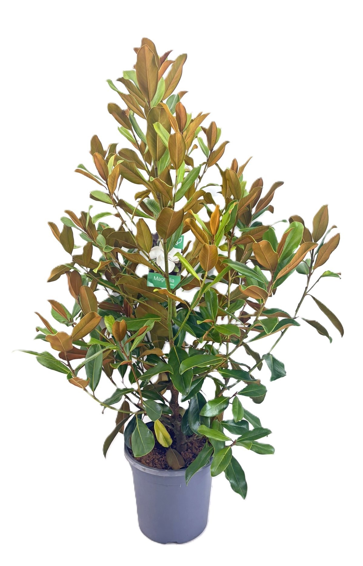 Magnolia Grandiflora "little gem", D 30