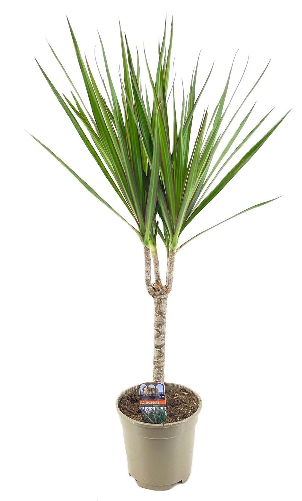 Dracaena marginata Green solo, D 17