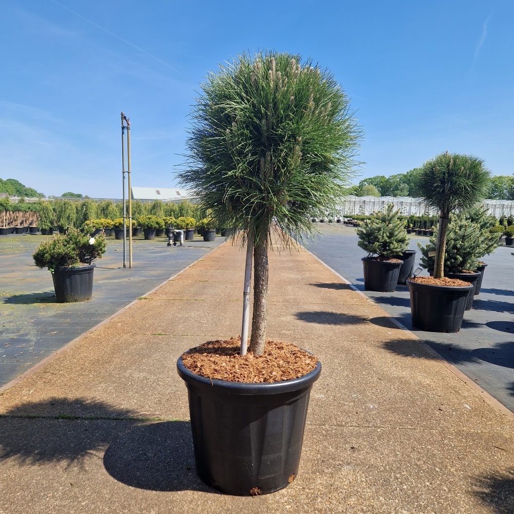 Pinus nigra 'Summer Breeze' ®, D 44 cm