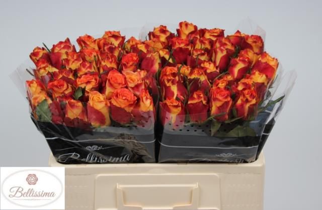 Роза од. Силантой 50, шт.