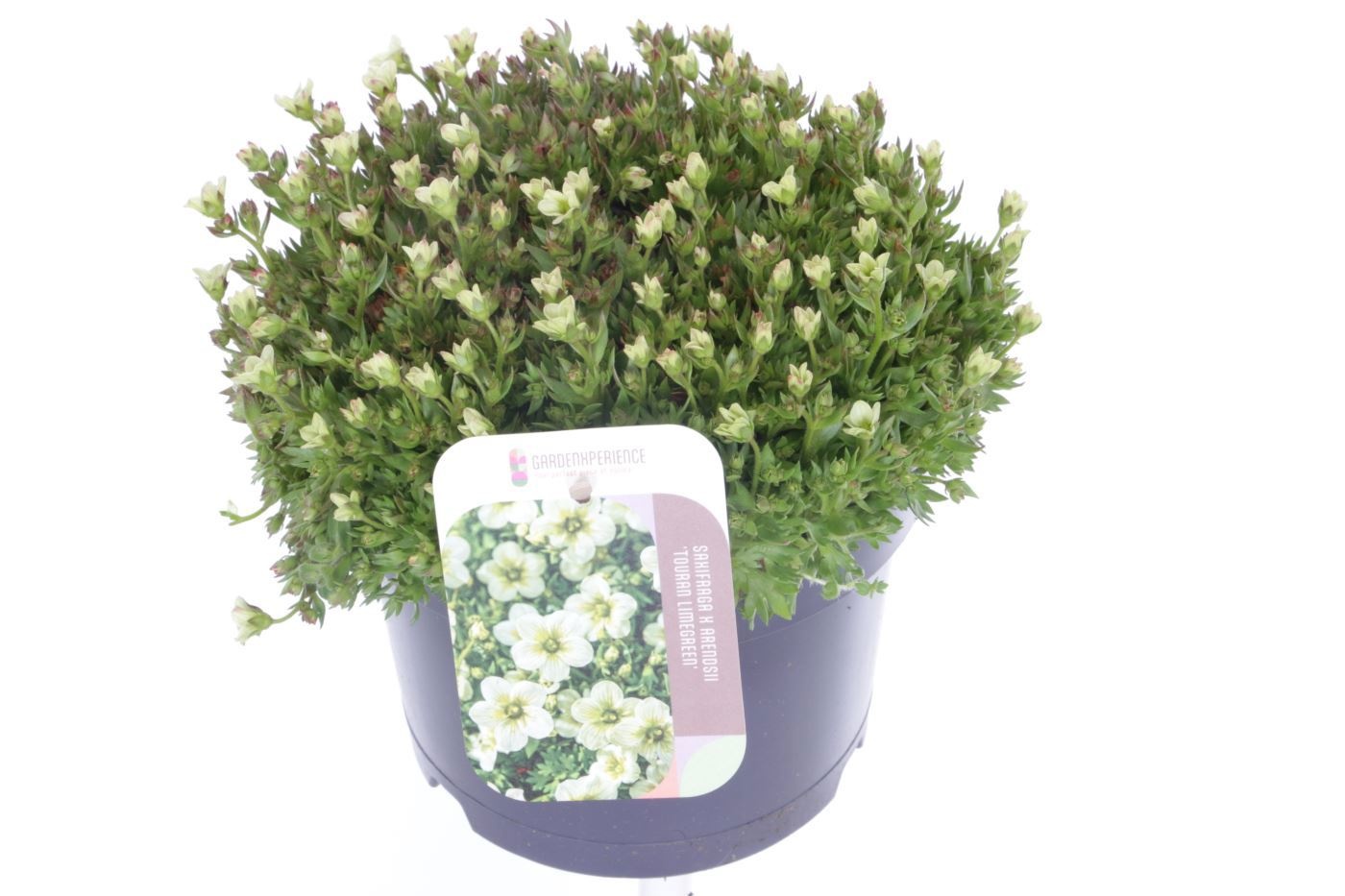 Saxifraga Touran Limegreen, D 17