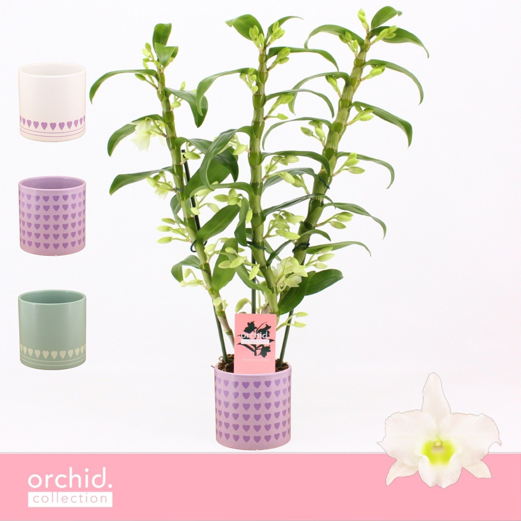 Dendrobium Nobilé, Apollon 3-spike in Horizon Love 'Orchid Collection', D 12
