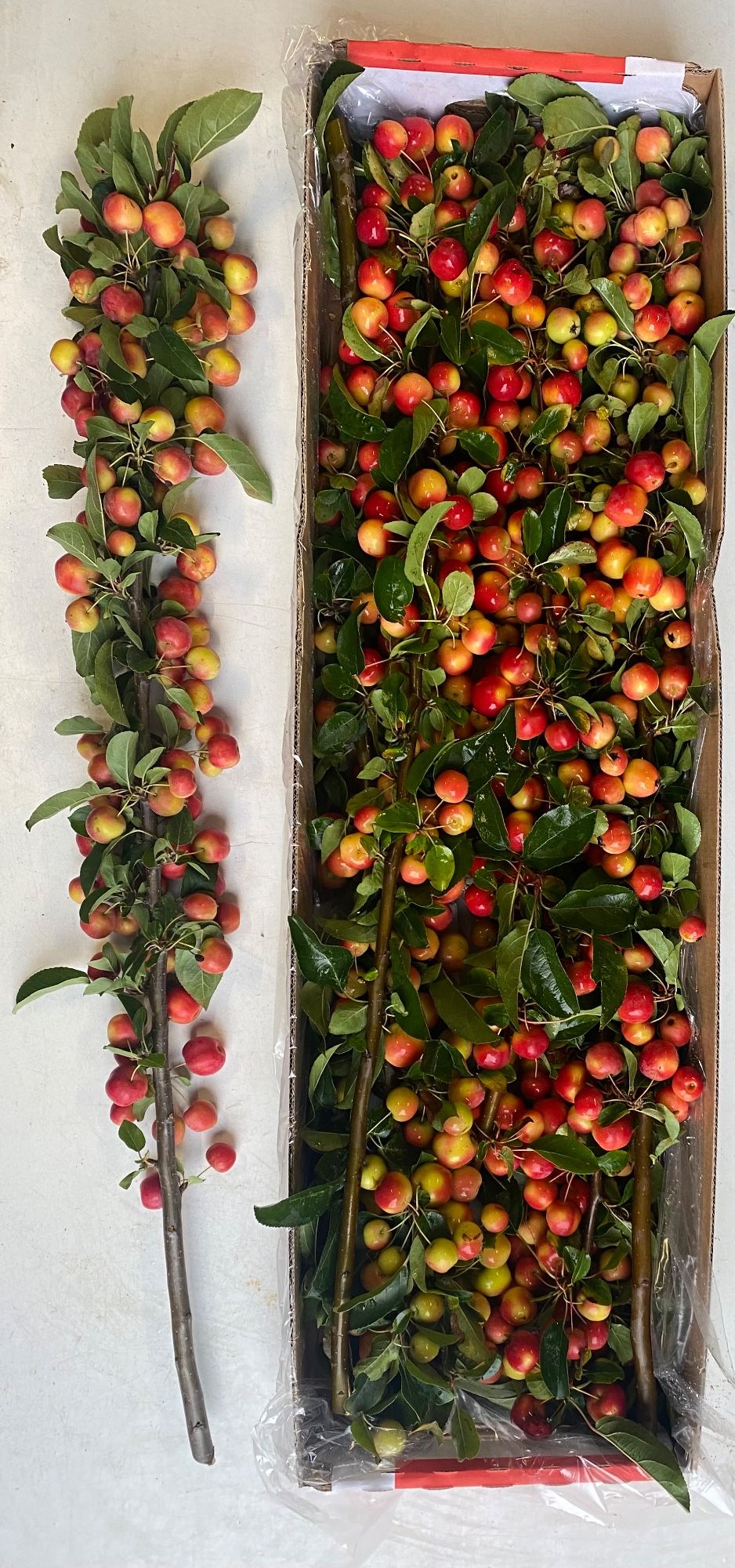 Малюс Рэд Сентинел x6 90, шт.