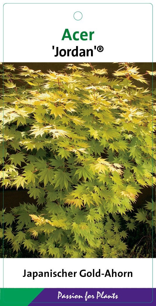Acer shir. 'Jordan' 30-40C3, D 19 cm Acer shir. 'Jordan' 30-40C3, D 19 cm