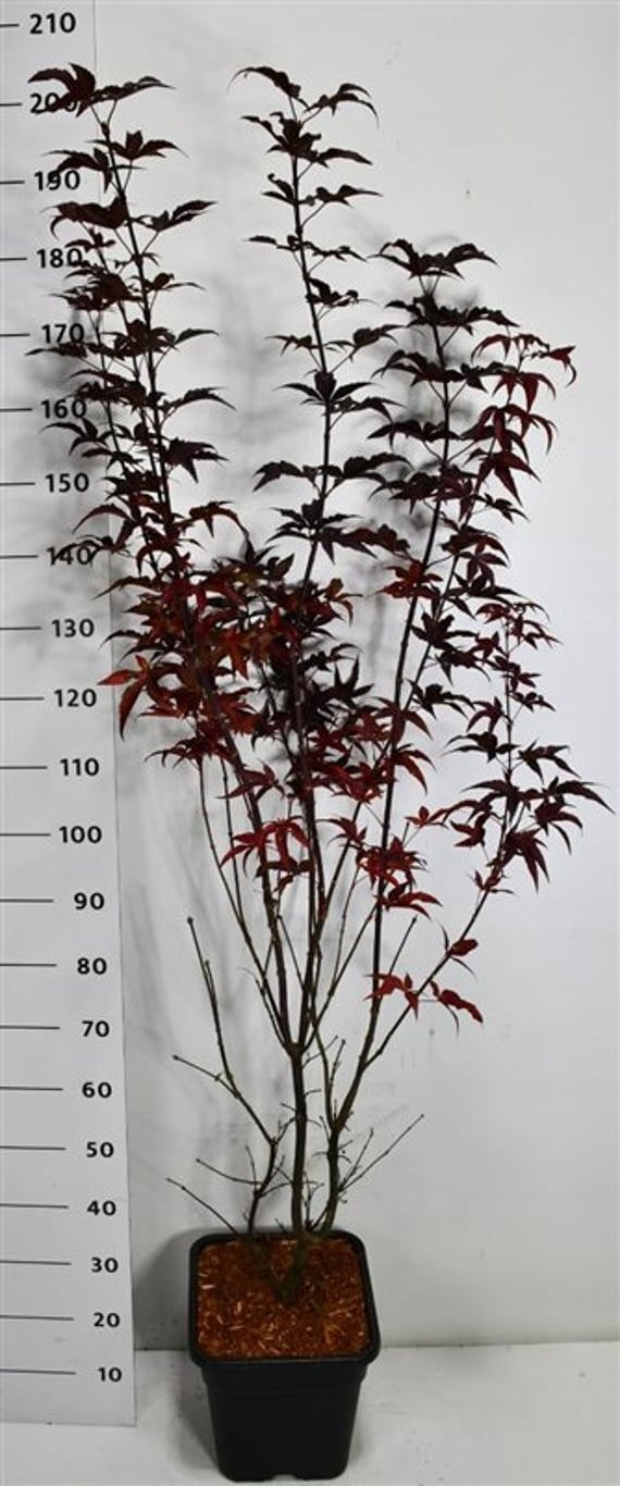 Acer pal. 'Twombly's Red Sentinel', D 32