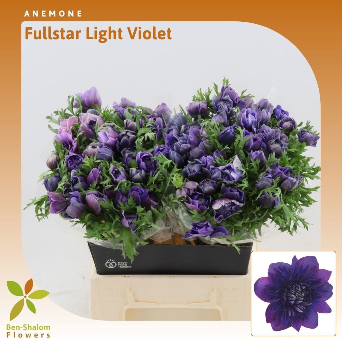 Анемон Фулстар Лайт Виолет 45 (фиолет.), шт.