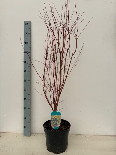 Acer palmatum 'Sangokaku' P26 Full CC, D 26