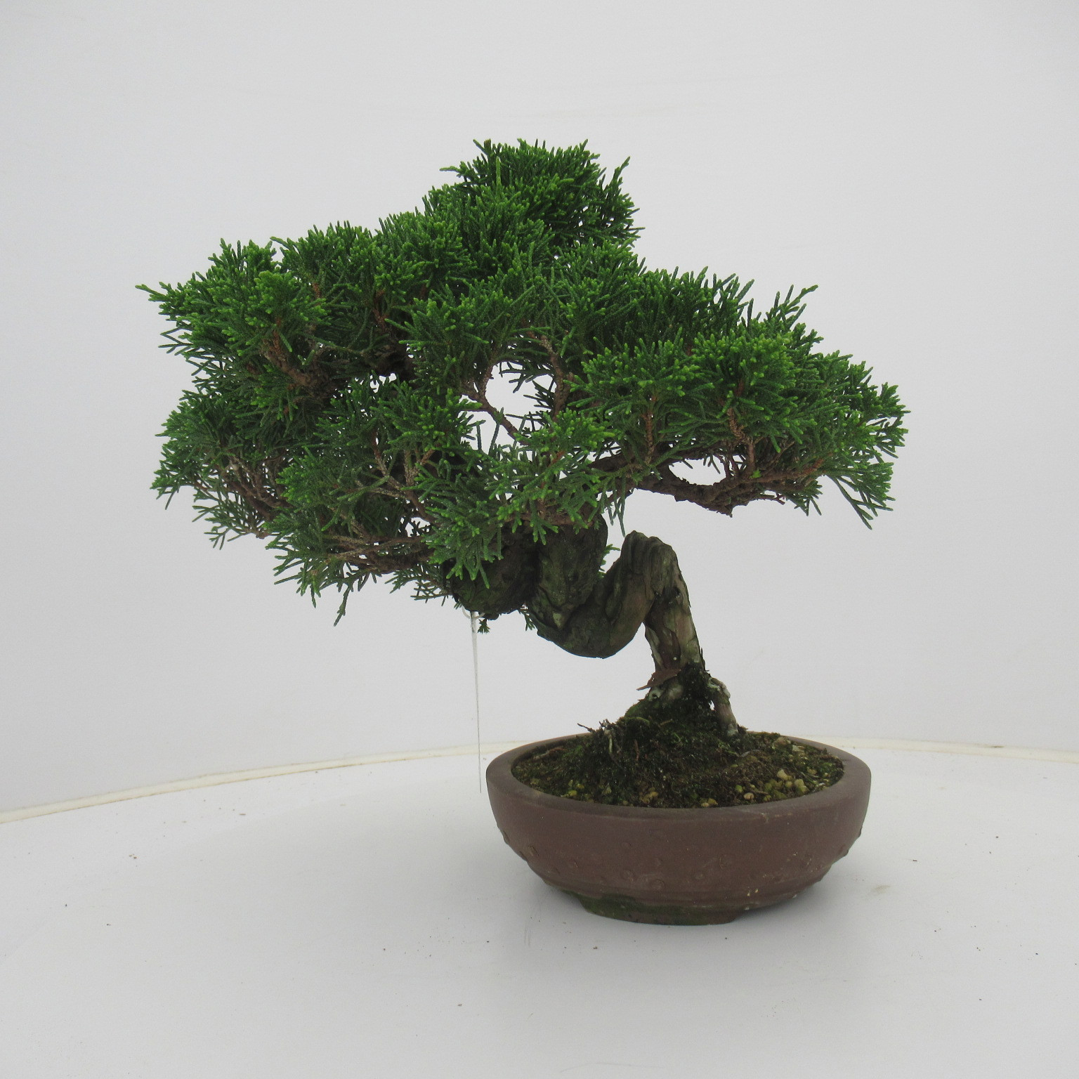 Juniperus chinensis, 16 cm., height 31 cm. (single item), D 16 cm