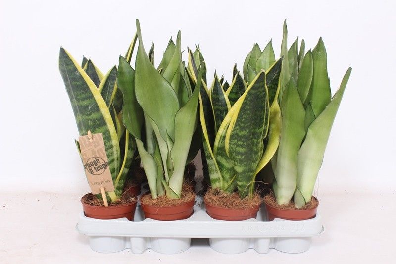 Sansevieria mix, D 9