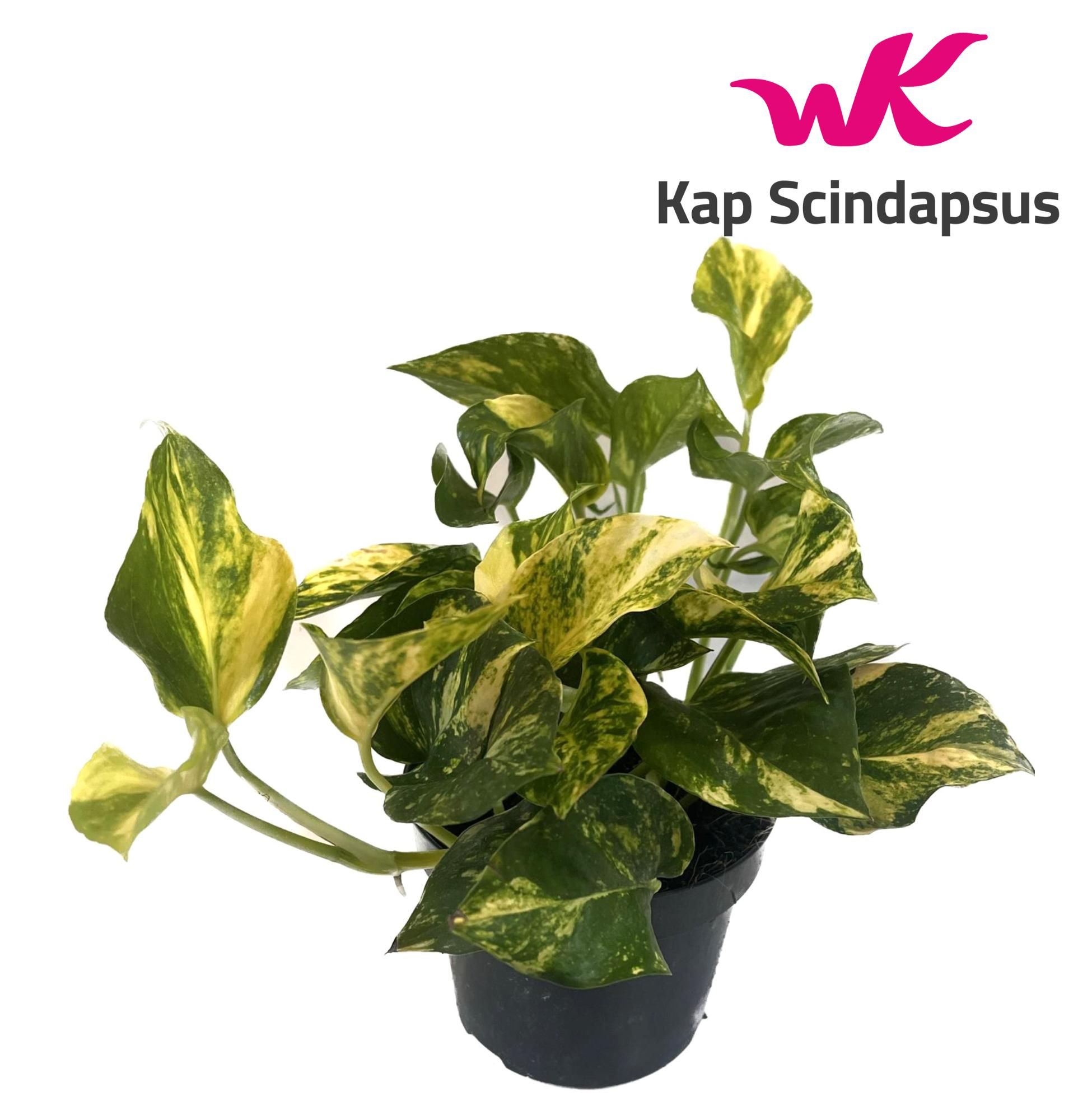 Scindapsus (Epipremnum) N'joy Gold, D 12