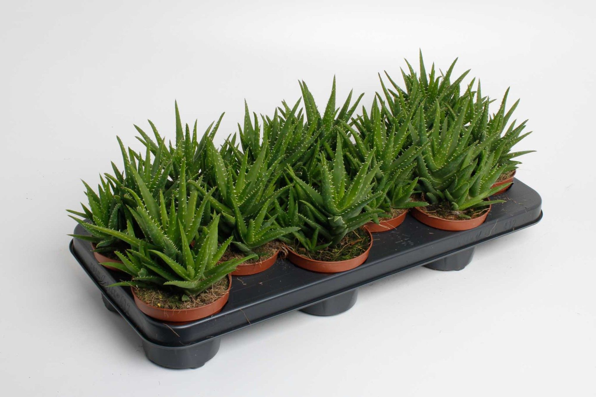 Aloe Vera Verini, D 10,5