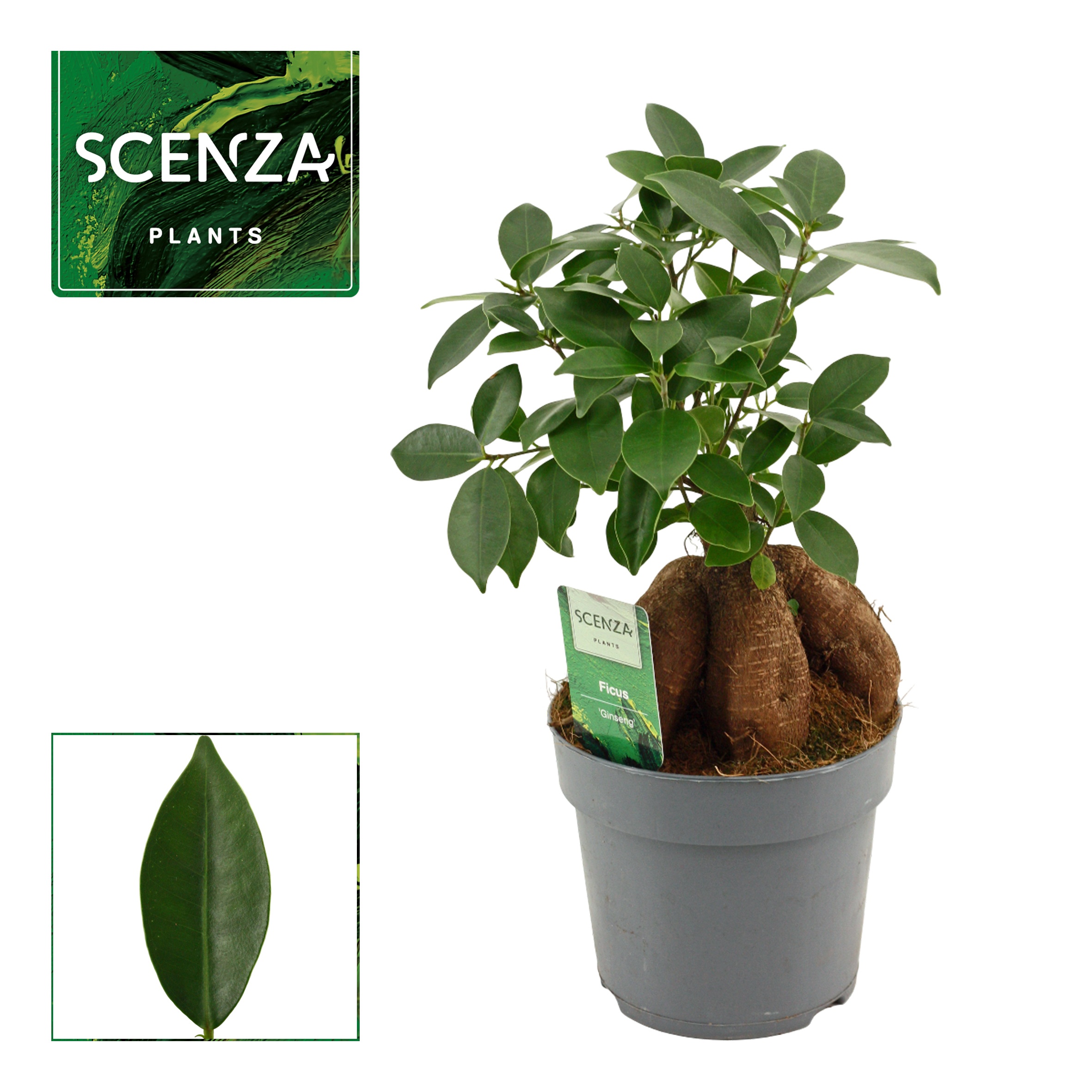 Ficus Ginseng 14 cm Retusa, D 14