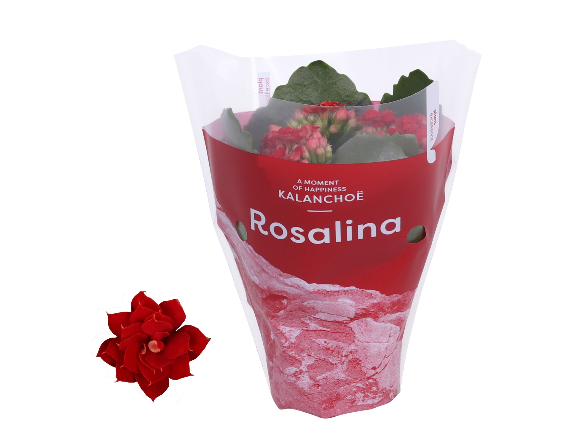 Kalanchoe Rosalina 07cm TST Don Justino. Rode hoes, D 7