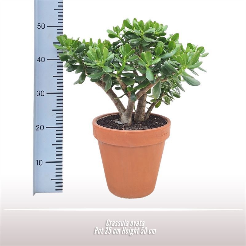 Crassula ovata, D 25