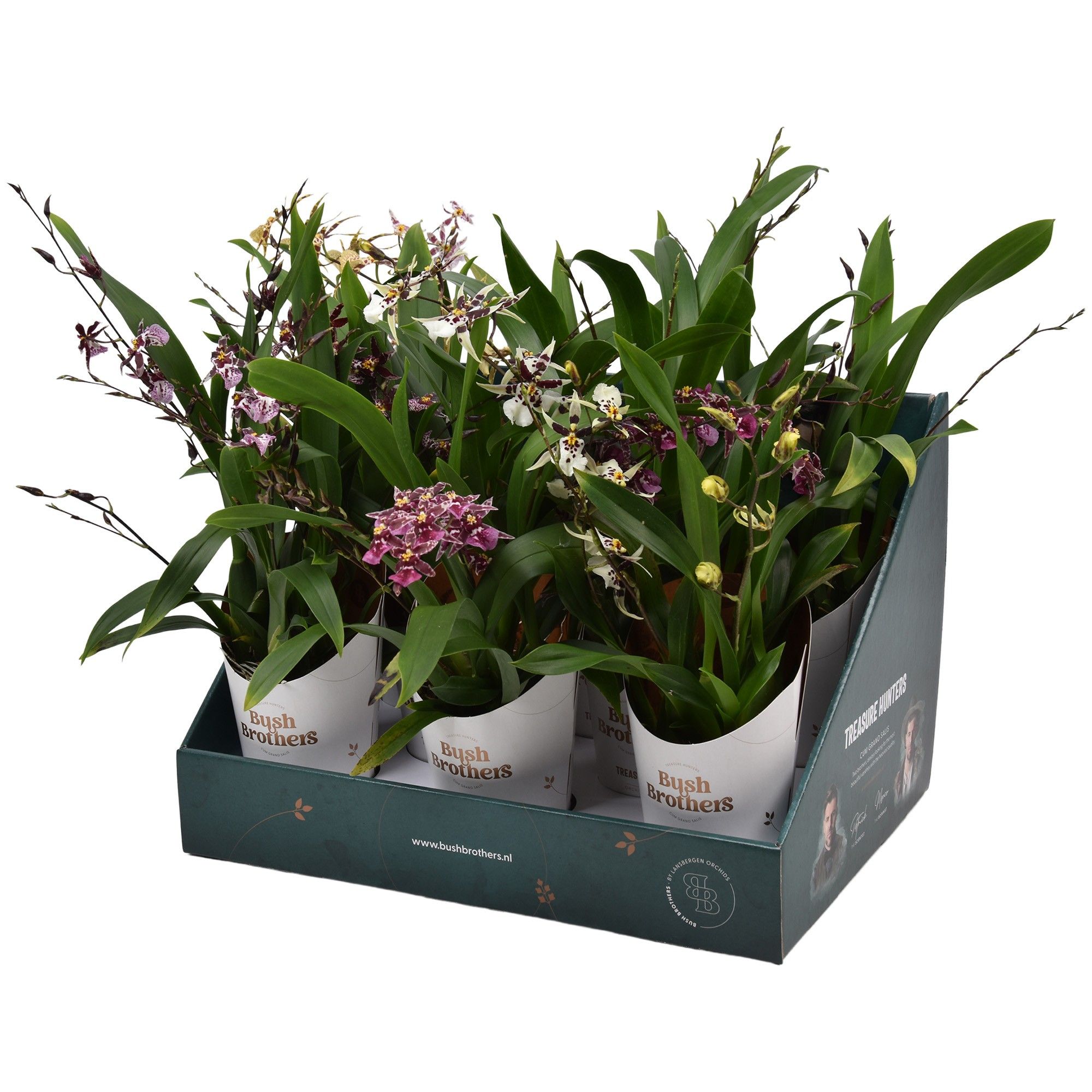 Oncidium Titanium Treasure 3-4 tak mix 9 cm in Bush Brothers showdoos met potcover, D 9 cm
