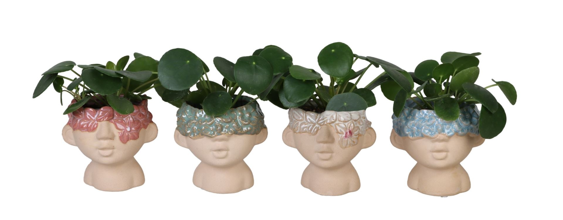 L 66553 Pilea Peperomioides Mix 6 cm, D 6 cm