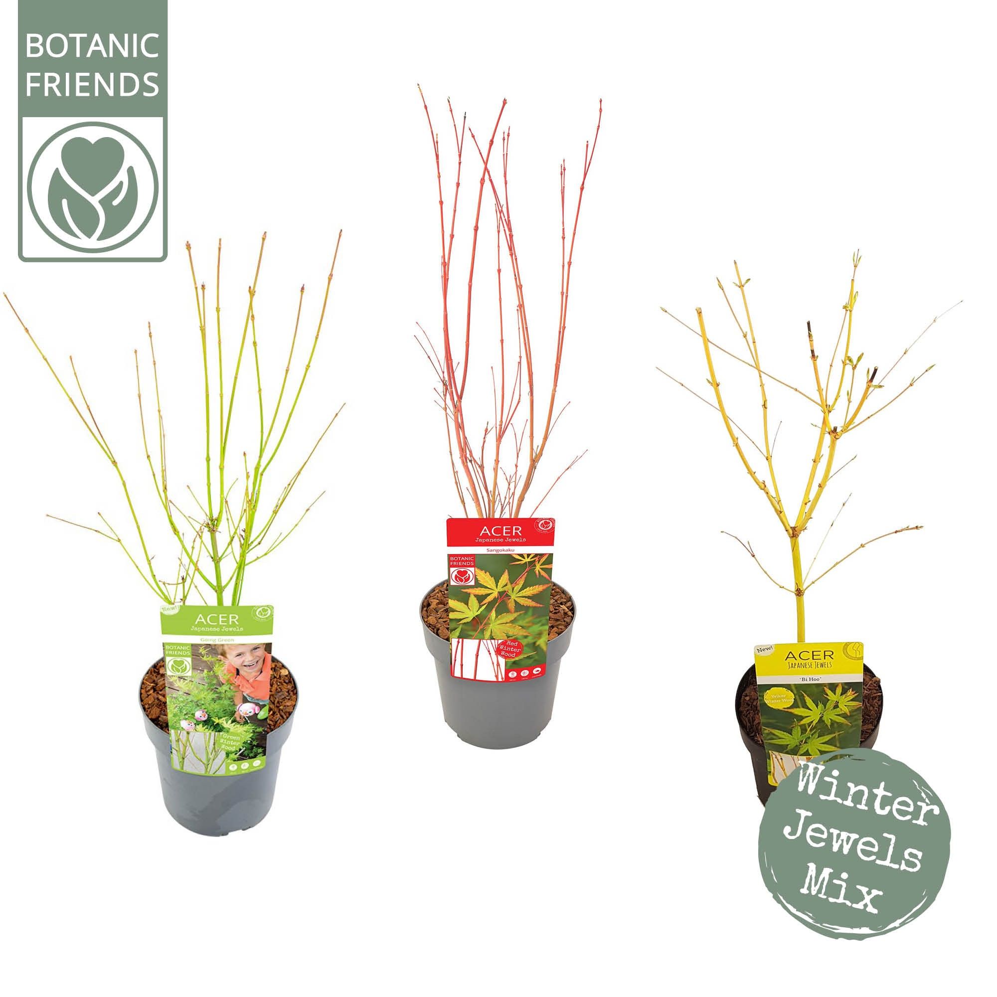 Acer palm. Winter Jewels Mix, D 19