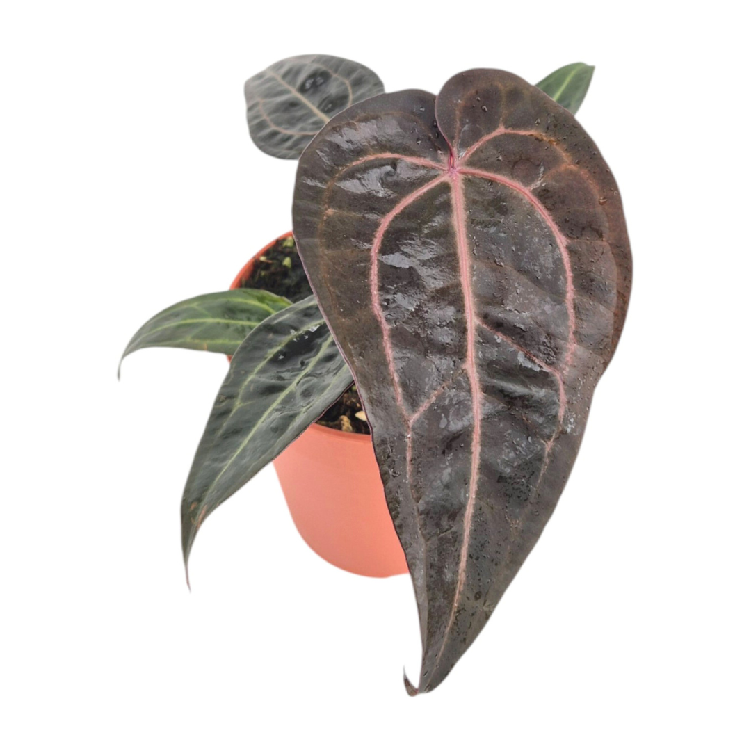 DocBlock Anthurium Red Velvet Cake® '24' X Red Velvet Cake® '24', D 12 cm