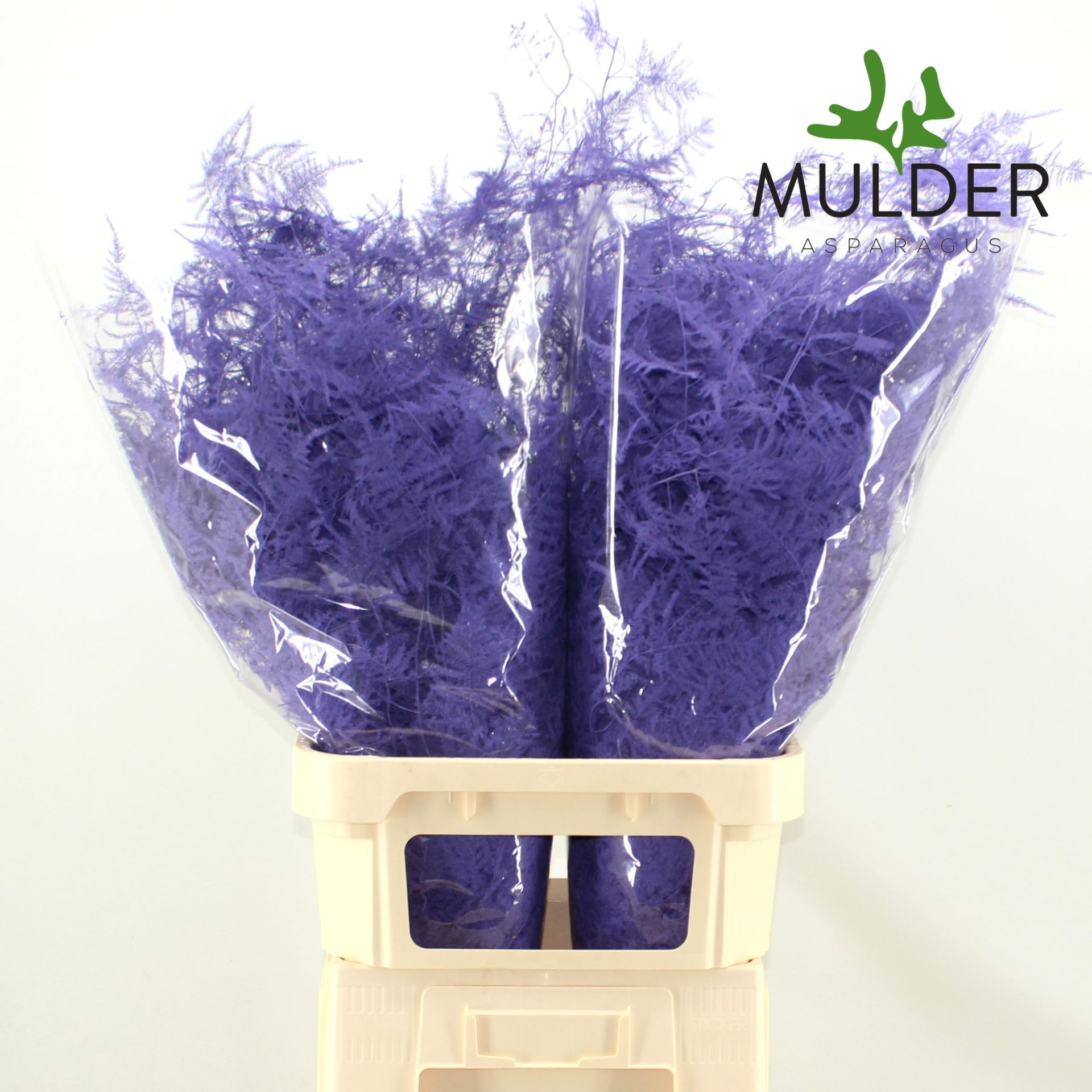 Аспарагус Овериг Крашеный (краш. ) 85, шт.