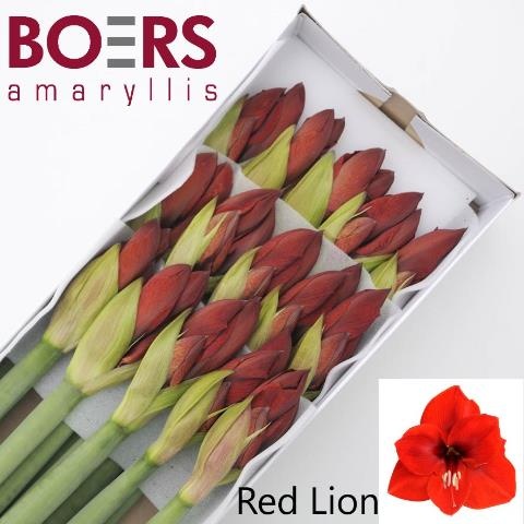 Амарилис Рэд Лион (красн.) x15, шт.