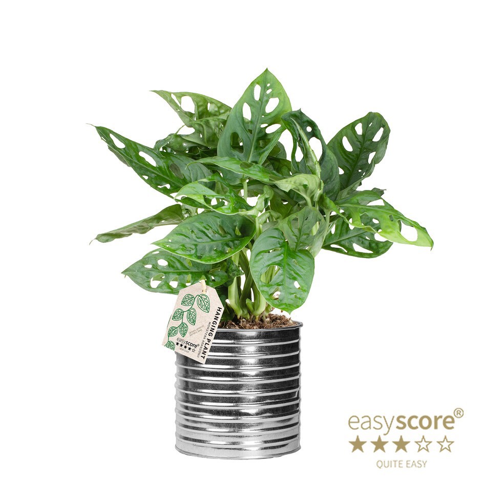 MONSTERA FRIEDRICHSTAHLII 41122095 Zink Can Monstera, D 12 cm
