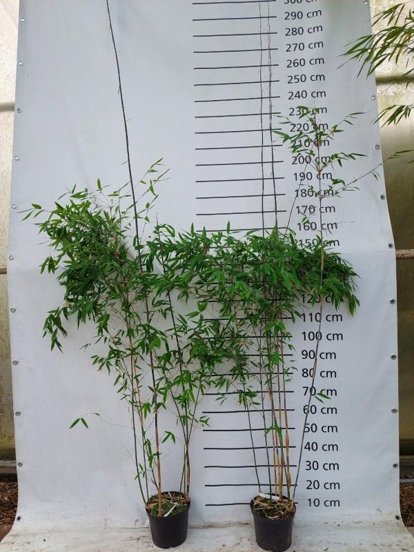 Fargesia 'Schensbossen', D 23