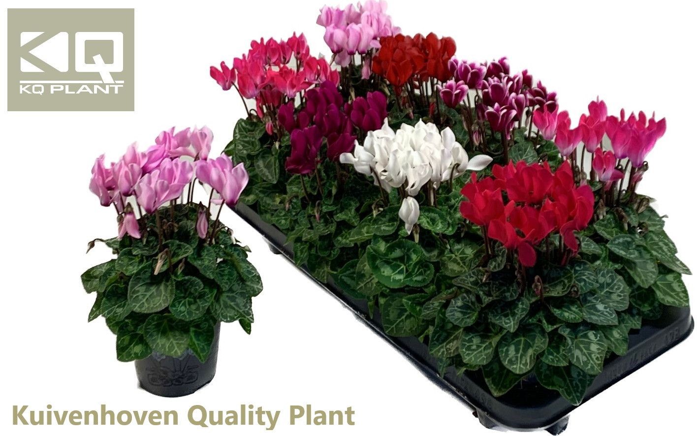 super serie Compact x8, D 10,5