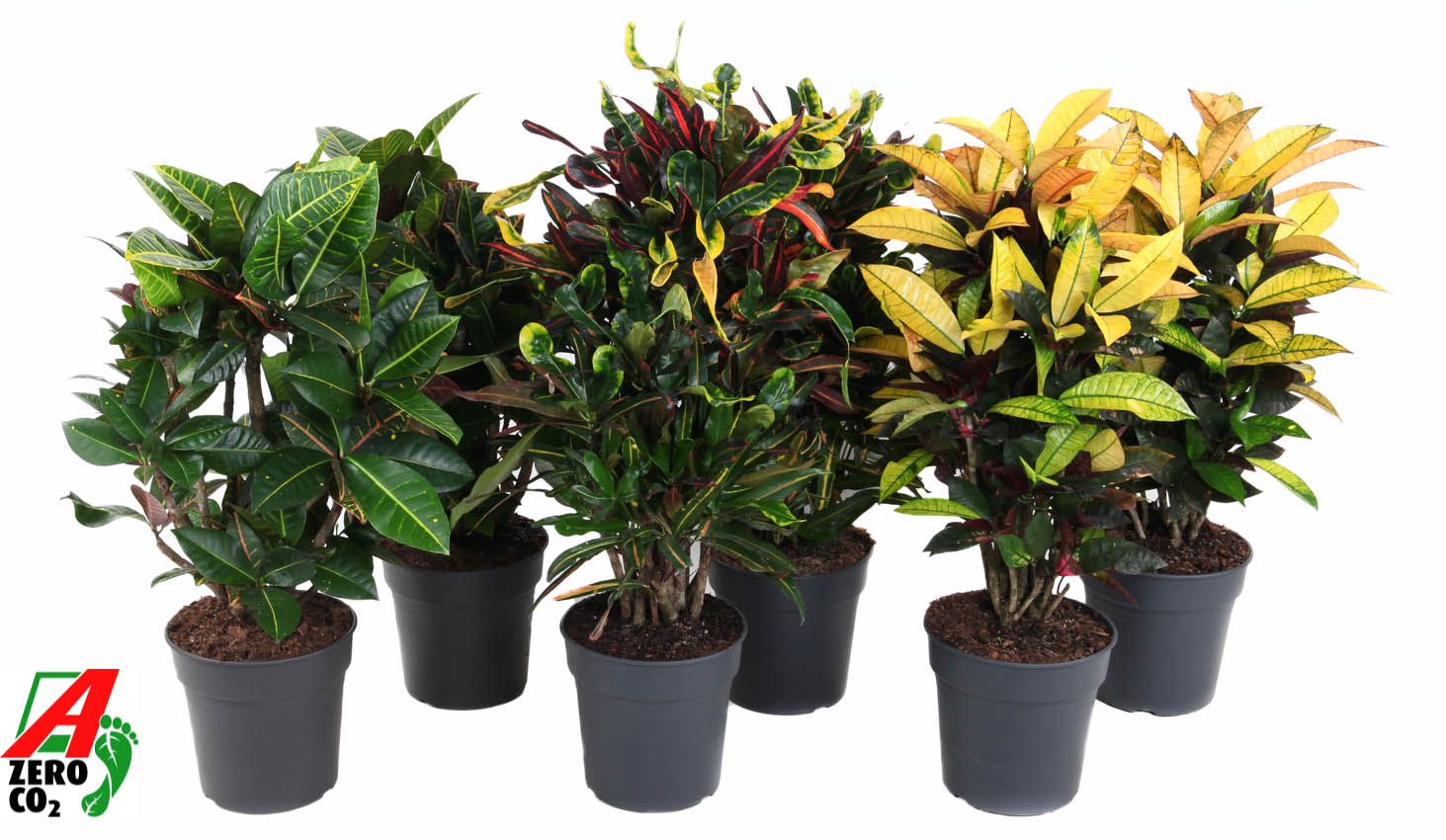 Mix Codiaeum p24, D 24