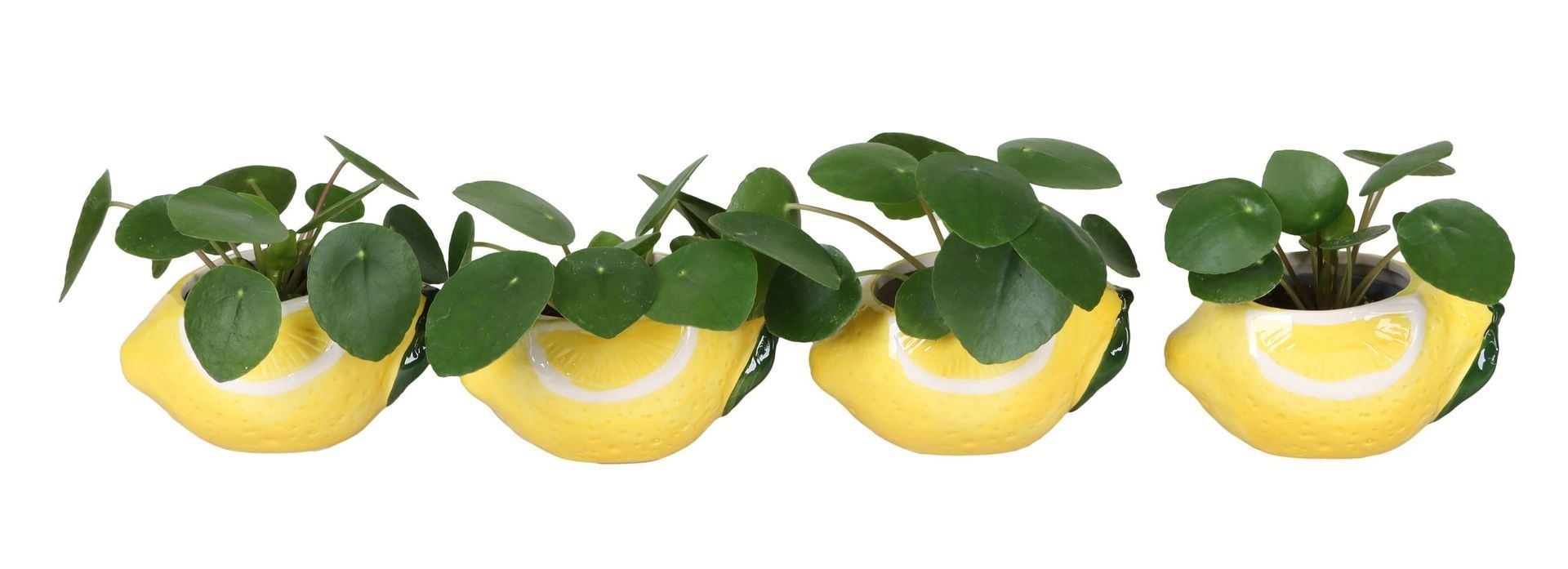 L 66697 with Pilea Peperomioides Mix 6 cm, D 6