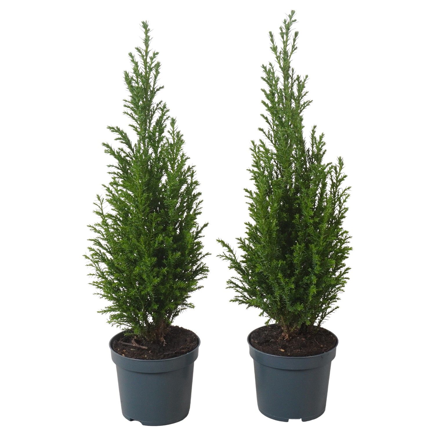 PTK25101 Ellwoodii, D 9 cm