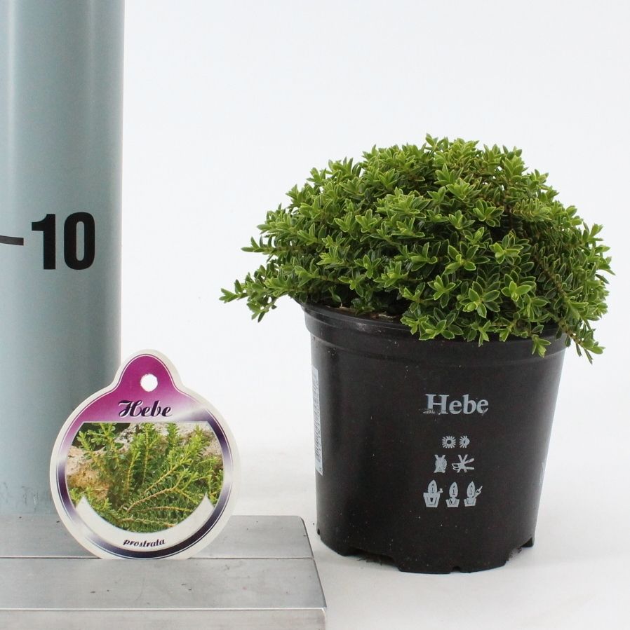 Hebe prostata, D 10,5 cm Hebe prostata, D 10,5 cm