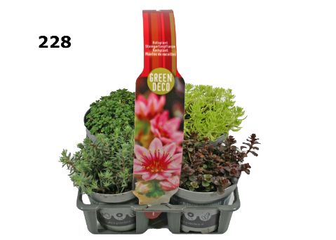 Sedum 9 cm 4-PACK afname per laag, D 9