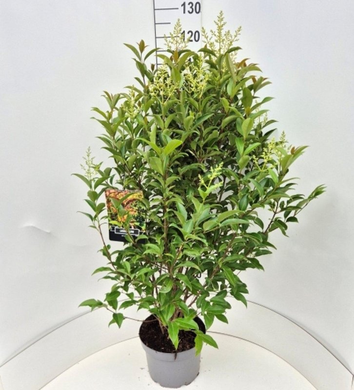 Ligustrum luc. Green Screen, D 29 cm