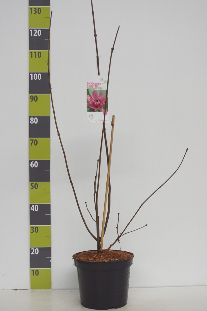Calycanthus 'Hartlage Wine' C 7,5, D 27