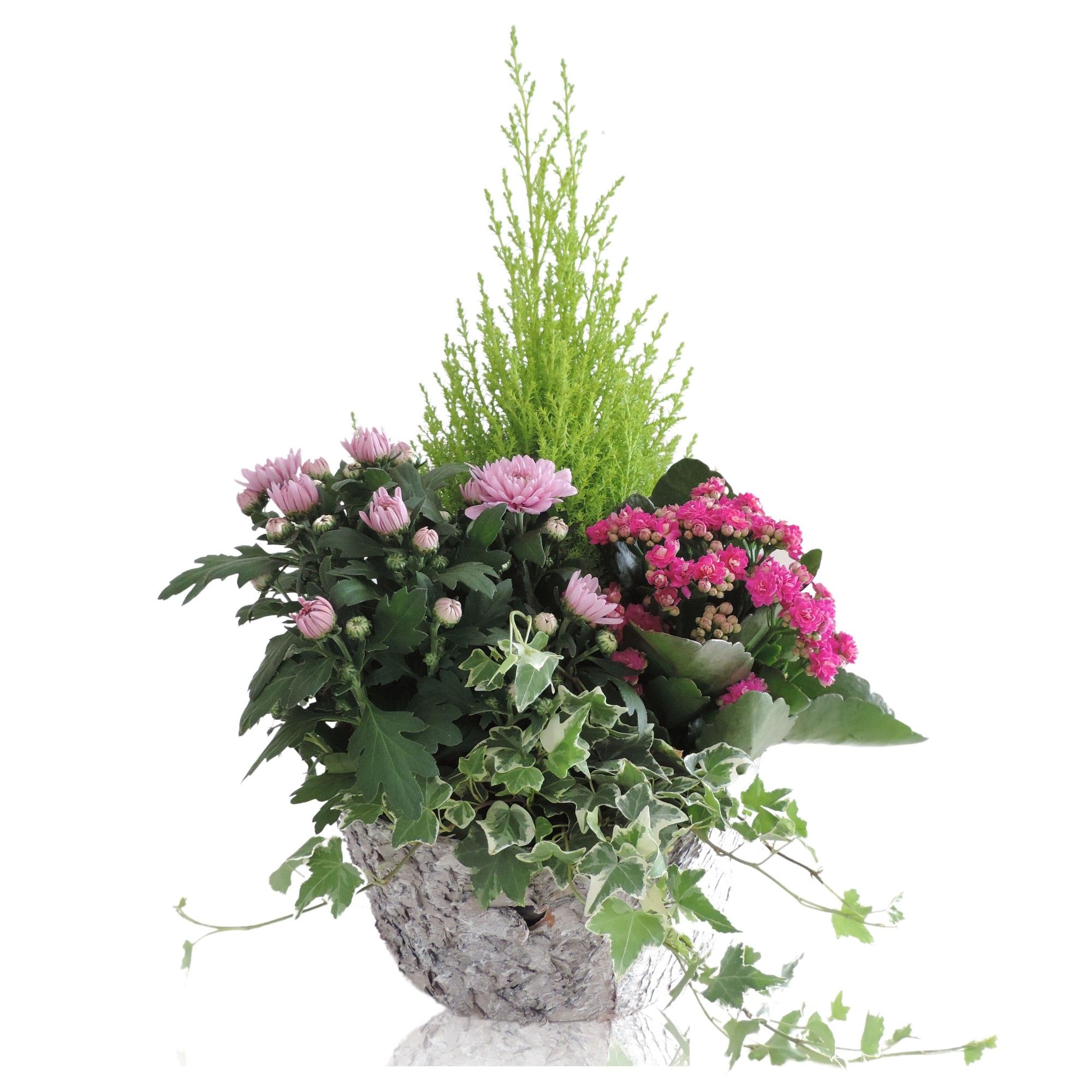 Betula Autumn Special Arrangement in Berkenpot 25 cm, D 25